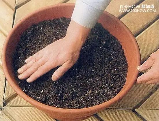 家庭无农药蔬菜种植系列:怎麽在阳台用花盆种生姜(图文教程)
