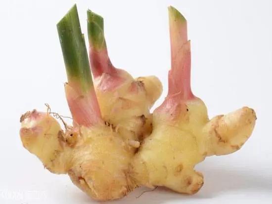家庭无农药蔬菜种植系列:怎麽在阳台用花盆种生姜(图文教程)