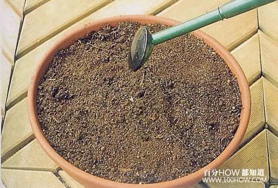 家庭无农药蔬菜种植系列:怎麽在阳台用花盆种生姜(图文教程)