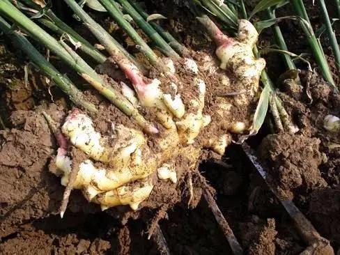 家庭无农药蔬菜种植系列:怎麽在阳台用花盆种生姜(图文教程)