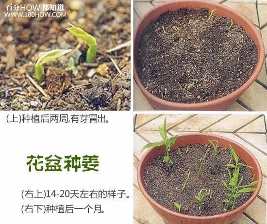家庭无农药蔬菜种植系列:怎麽在阳台用花盆种生姜(图文教程)