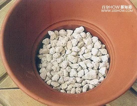 家庭无农药蔬菜种植系列:怎麽在阳台用花盆种生姜(图文教程)
