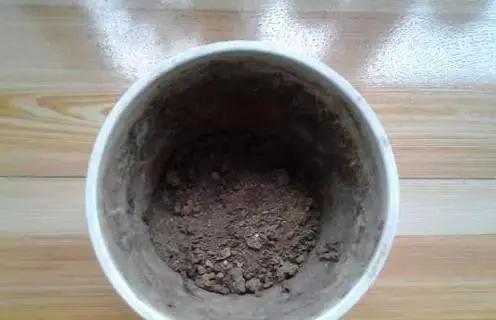 苹果皮烂橘子来养花 效果相当好 花儿疯长不黄叶!