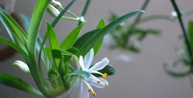 苹果皮烂橘子来养花 效果相当好 花儿疯长不黄叶!