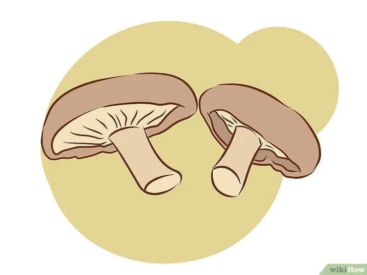 如何种植食用菌