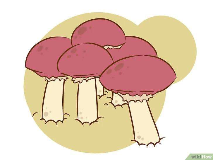 如何种植食用菌