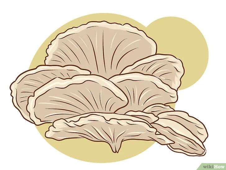 如何种植食用菌