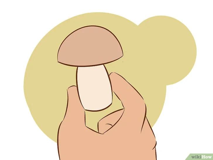 如何种植食用菌