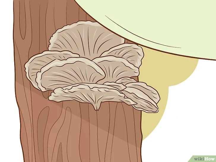 如何种植食用菌