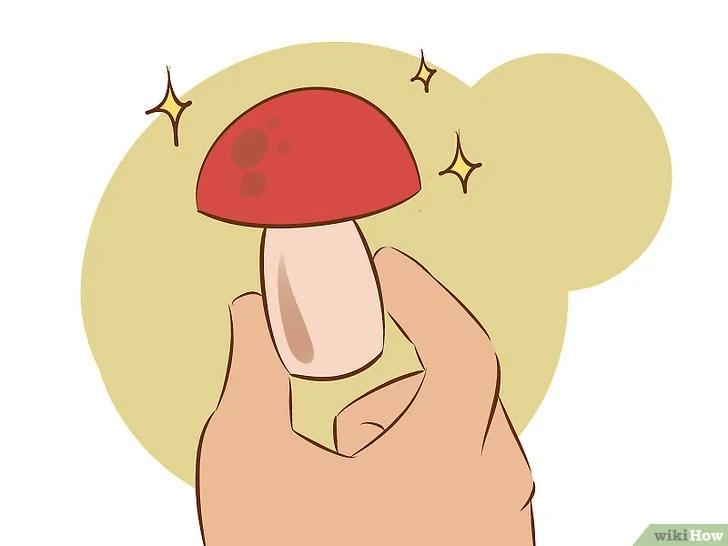 如何种植食用菌