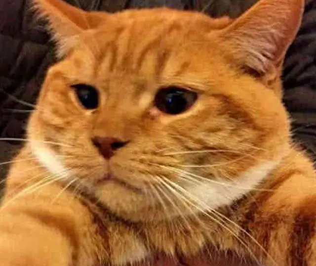 小橘猫刚来就被大黑猫欺负一年后橘猫 让开 黑猫 好的老大 阿波罗新闻网