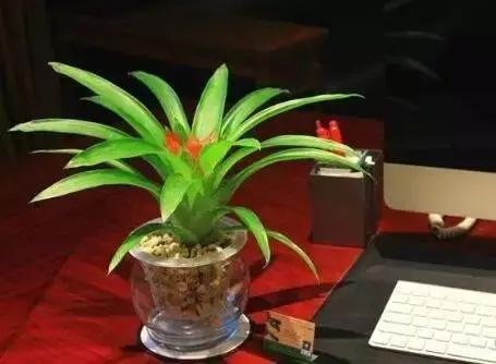 不要再瞎施肥了!教你六种花卉的施肥方法