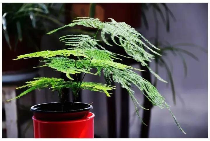 不要再瞎施肥了!教你六种花卉的施肥方法