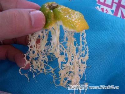 橘子吃完 这三样东西莫丢掉