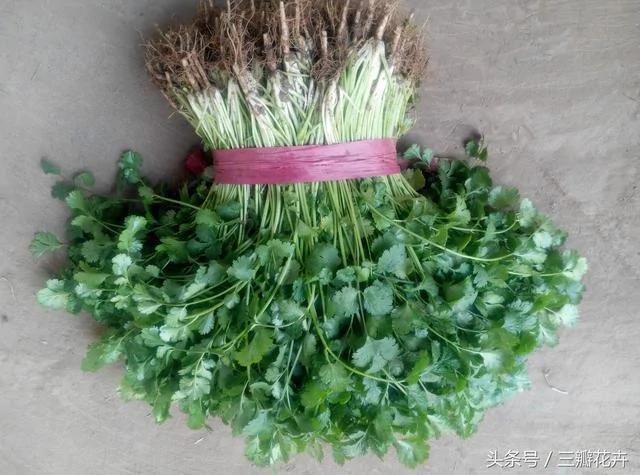 聪明人都把这些“菜根”留下 长出来的菜吃都吃不完!能省不少钱