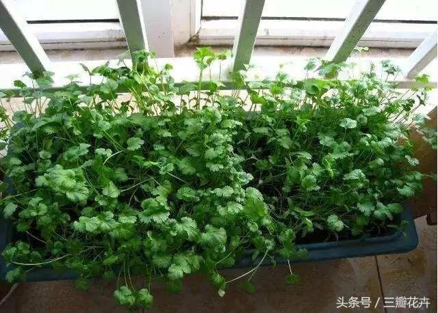 聪明人都把这些“菜根”留下 长出来的菜吃都吃不完!能省不少钱