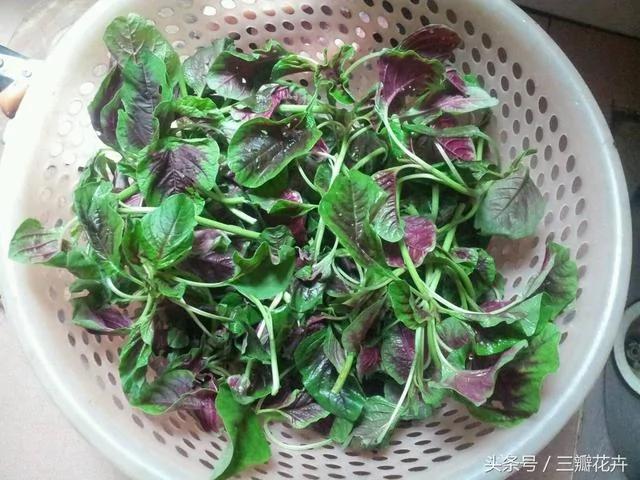聪明人都把这些“菜根”留下 长出来的菜吃都吃不完!能省不少钱