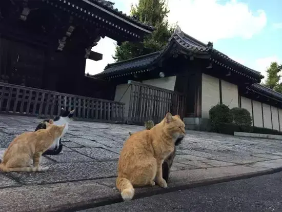 日本各地の猫寺瞬间被治愈 阿波罗新闻网