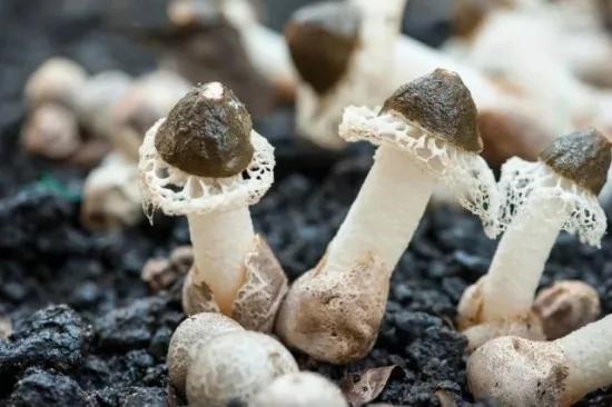 冬季菌菇最养人 这6种菌菇你千万别错过！