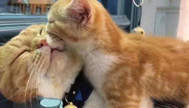 橘貓生了一隻小橘貓 哭著也要寵下去 貓媽媽的眼神也是沒誰了！