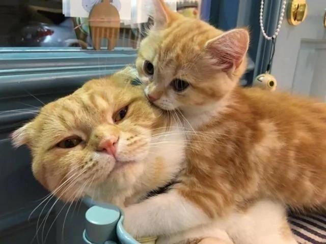 橘貓生了一隻小橘貓 哭著也要寵下去 貓媽媽的眼神也是沒誰了！