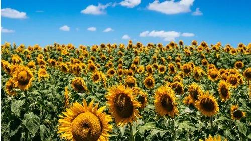 王阳明:在心里种花,人生才不会荒芜