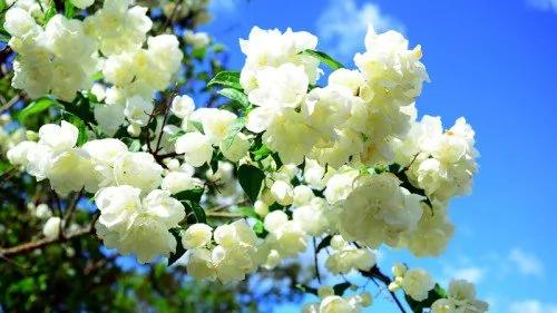 王阳明:在心里种花,人生才不会荒芜