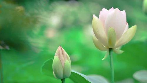 王阳明:在心里种花,人生才不会荒芜