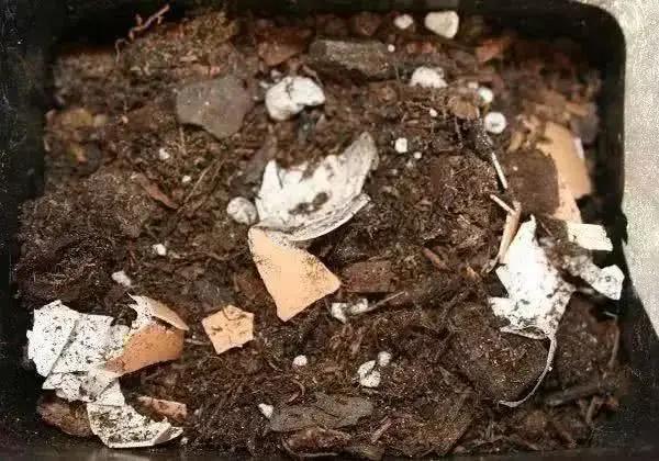 盆里埋上这些“垃圾” 绿萝长疯 君子兰一年开花两三次