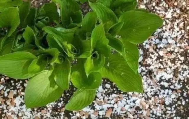 盆里埋上这些“垃圾” 绿萝长疯 君子兰一年开花两三次
