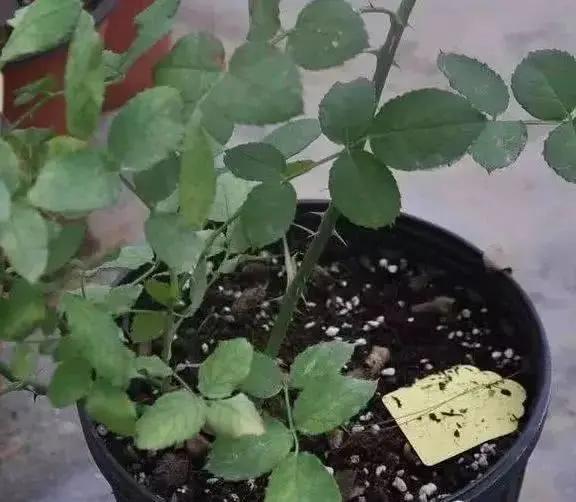 盆里埋上这些“垃圾” 绿萝长疯 君子兰一年开花两三次