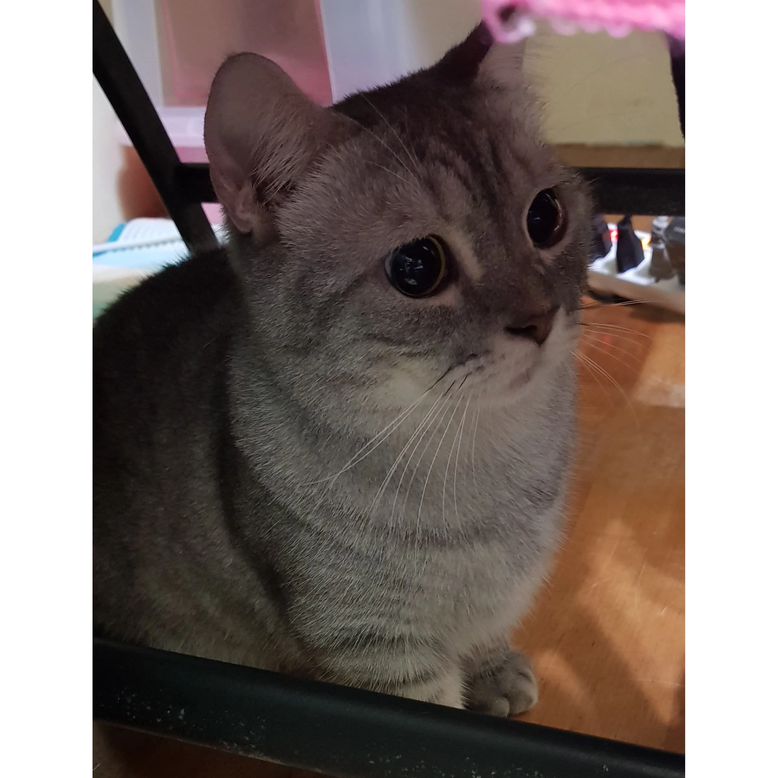 奴才在猫咪面前 比划虎拳 蛇拳 主子下秒狠咬 你手痒了 阿波罗新闻网