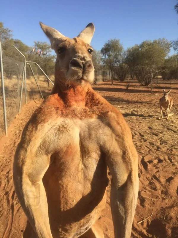 （图片来源：The Kangaroo Sanctuary Alice Springs脸书）
