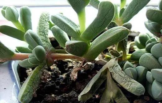 养花浇水最重要的4个方法 学会可以救活很多花