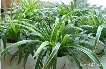 这10种花超级怕冷 再不搬进屋 小心只剩下盆了
