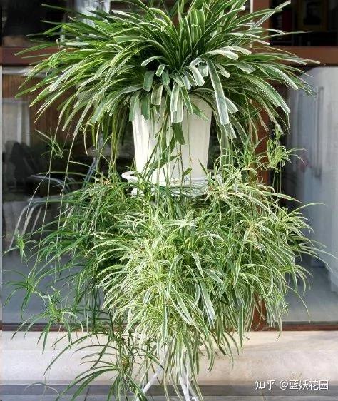 这10种花超级怕冷 再不搬进屋 小心只剩下盆了