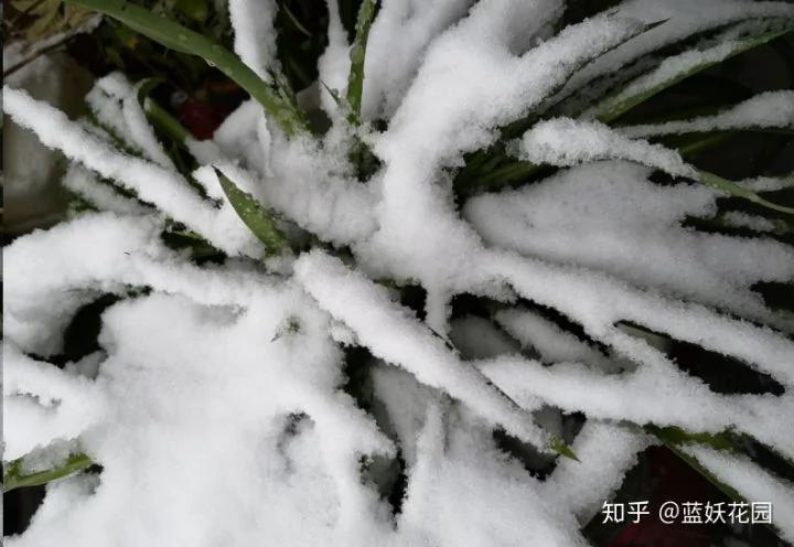 这10种花超级怕冷 再不搬进屋 小心只剩下盆了
