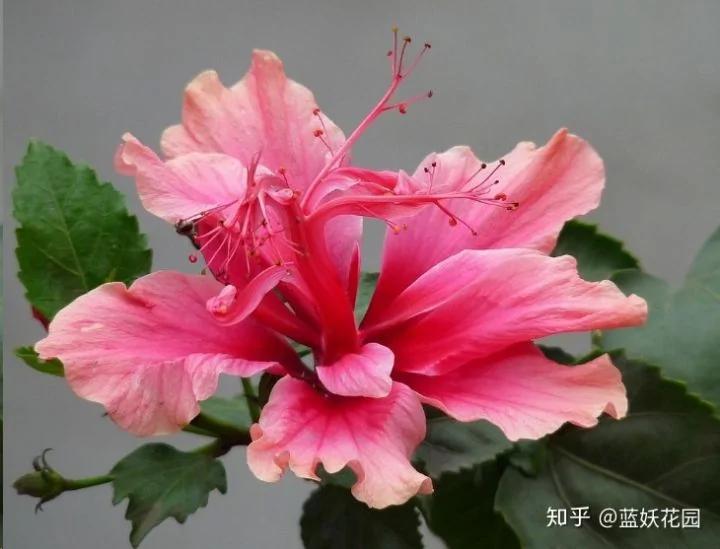 这10种花超级怕冷 再不搬进屋 小心只剩下盆了