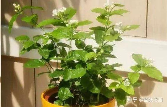 这10种花超级怕冷 再不搬进屋 小心只剩下盆了