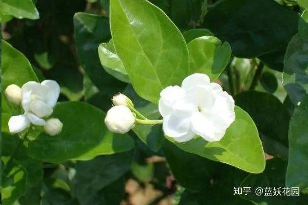 这10种花超级怕冷 再不搬进屋 小心只剩下盆了