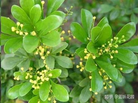 这10种花超级怕冷 再不搬进屋 小心只剩下盆了