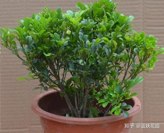 这10种花超级怕冷 再不搬进屋 小心只剩下盆了