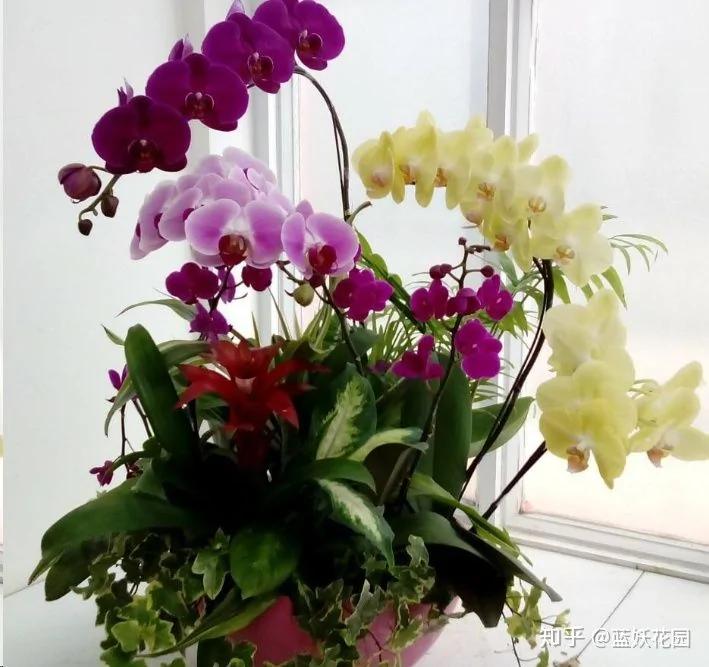 这10种花超级怕冷 再不搬进屋 小心只剩下盆了
