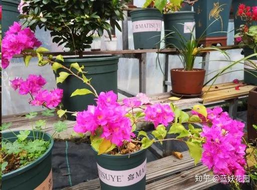 这10种花超级怕冷 再不搬进屋 小心只剩下盆了