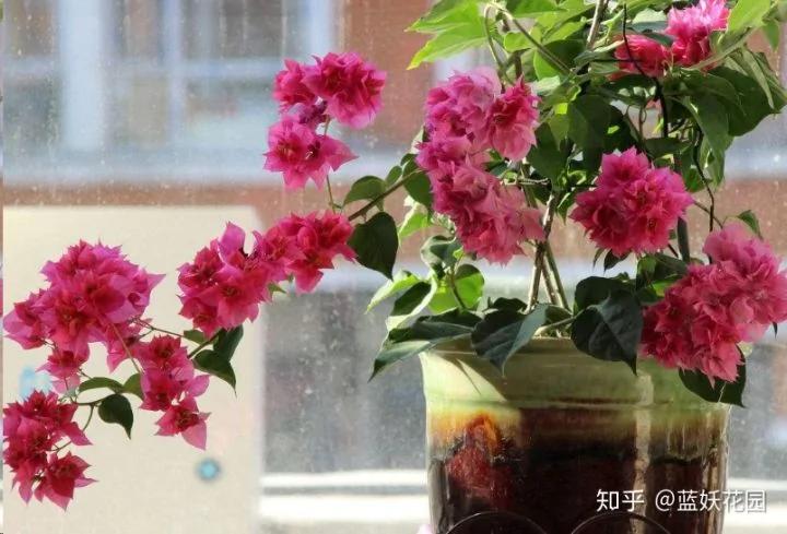 这10种花超级怕冷 再不搬进屋 小心只剩下盆了