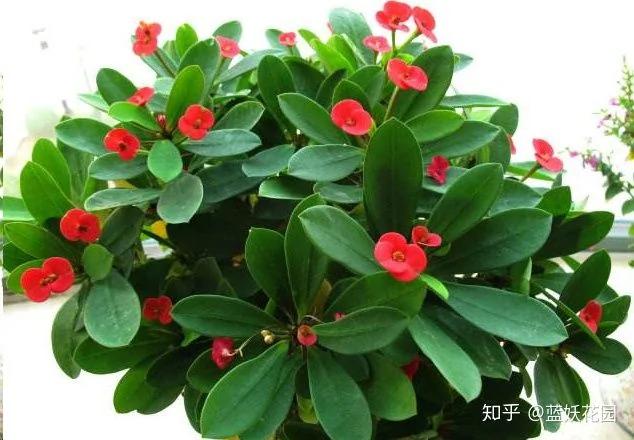 这10种花超级怕冷 再不搬进屋 小心只剩下盆了