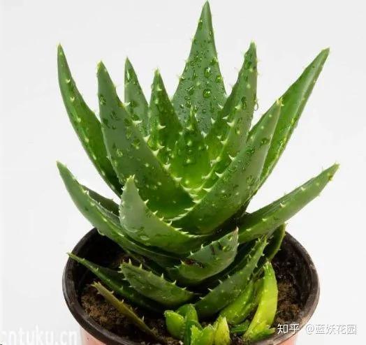 这10种花超级怕冷 再不搬进屋 小心只剩下盆了