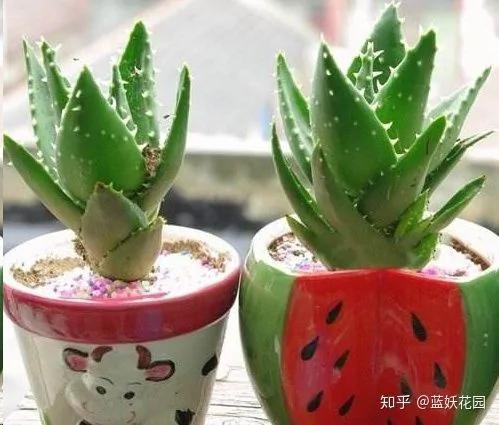 这10种花超级怕冷 再不搬进屋 小心只剩下盆了