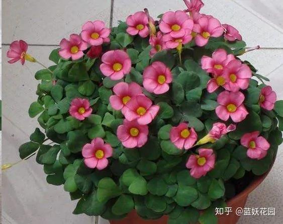 这10种花超级怕冷 再不搬进屋 小心只剩下盆了