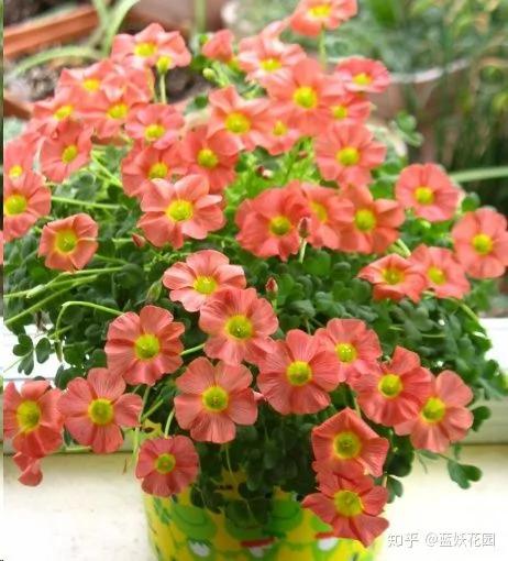 这10种花超级怕冷 再不搬进屋 小心只剩下盆了